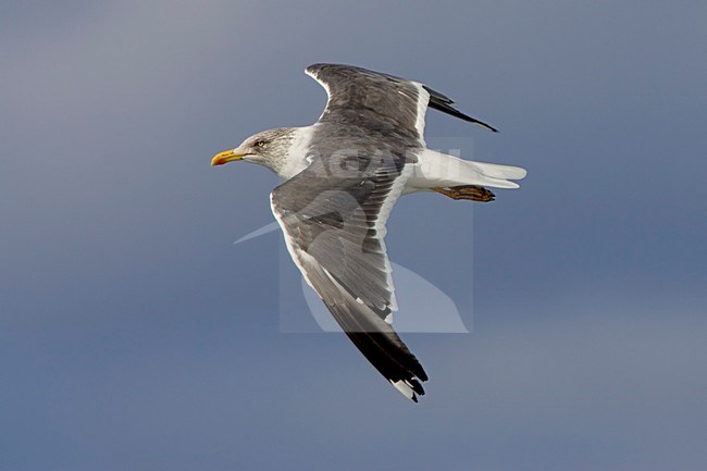 Kleine Mantelmeeuw volwassen vliegend; Lesser Black-backed Gull adult flying stock-image by Agami/Daniele Occhiato,