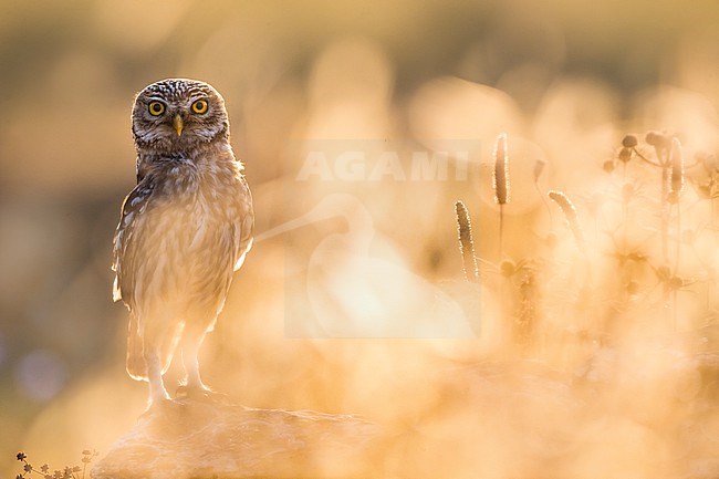 Little Owl (Athene noctua) in Italy. Photographed with beautiful backlight. stock-image by Agami/Daniele Occhiato,