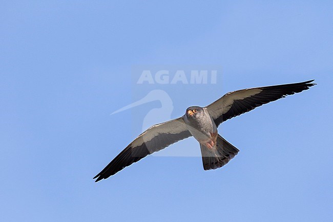 Amur Falcon - Amurfalke - Falco amurensis, Russia, adult male stock-image by Agami/Ralph Martin,