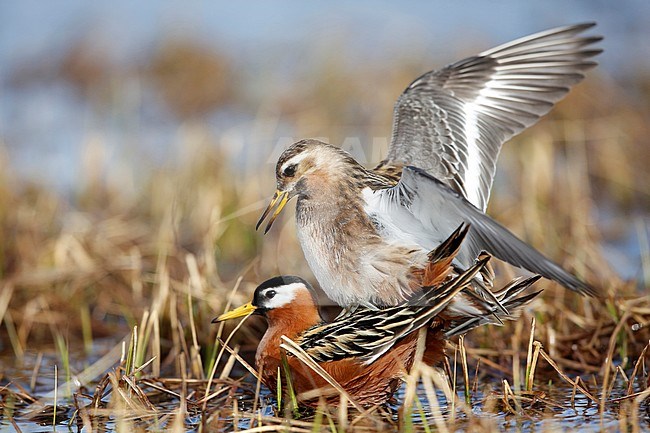 Parende rosse franjepoten; mating  Grey Phalarope stock-image by Agami/Chris van Rijswijk,