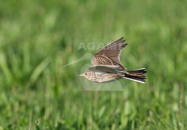 Veldleeuwerik in de vlucht; Eurasian Skylark in flight stock-image by Agami/Ran Schols,