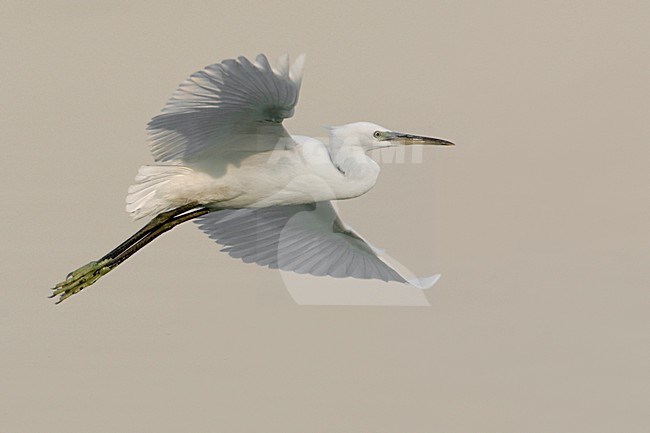 Kleine Zilverreiger in de vlucht; Little Egret in flight stock-image by Agami/Daniele Occhiato,