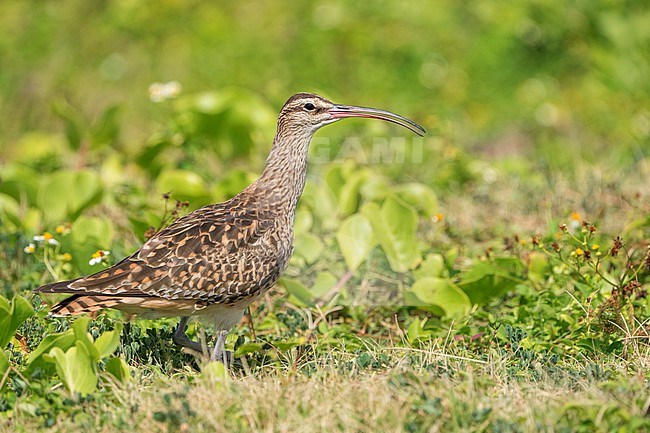 Adult
Kahuku, Oahu, HI
March 2022 stock-image by Agami/Brian E Small,