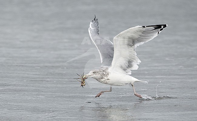 American Herring Gull, Larus smithsonianus, adult with Crab at Stone Harbor, New Jersey, USA stock-image by Agami/Helge Sorensen,