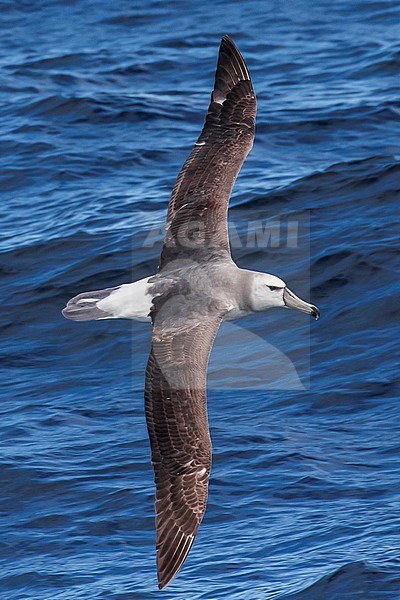 Tasmanian Shy Albatross (Thalassarche cauta) off Australia. Presumed second cycle. stock-image by Agami/Steve Howell,