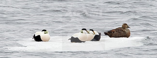 Eiders op ijsschots; Common Eiders on drift ice stock-image by Agami/Markus Varesvuo,