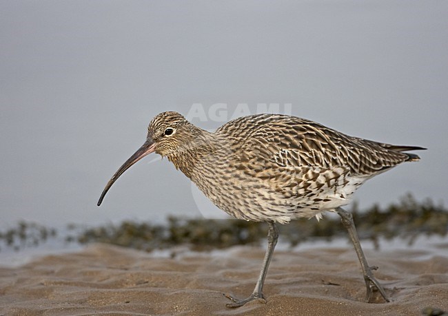 Eurasian Curlew walking on beach; Wulp lopend op het strand stock-image by Agami/Jari Peltomäki,