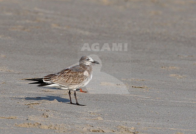 Laughing Gull, Larus atricilla megalopterus, 1stWinter  at Cape May, New Jersey, USA stock-image by Agami/Helge Sorensen,