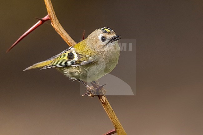 Goldcrest (Regulus regulus) in Italy. stock-image by Agami/Daniele Occhiato,