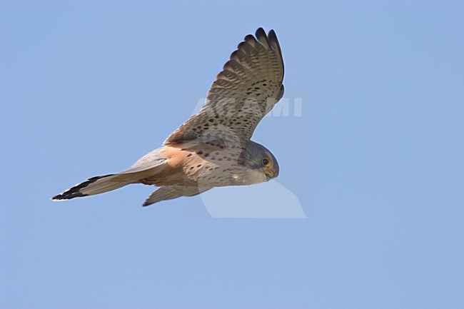 biddende jagende Torenvalk in blauwe lucht. Common Kestrel hovering hunting against blue sky stock-image by Agami/Ran Schols,