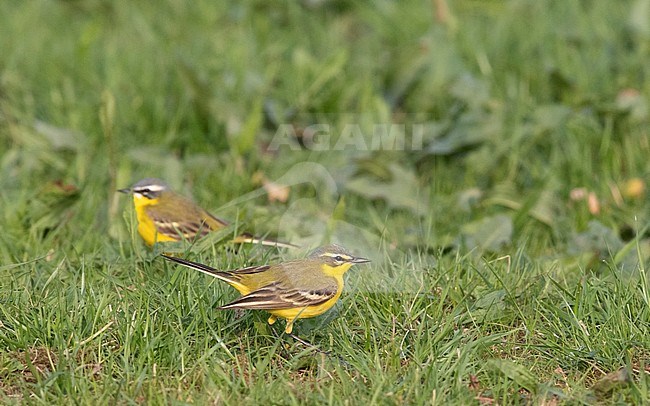 Adult male Channel wagtail (flava x flavissima intergrade) standing in a meadow near Deventer in the Netherlands. stock-image by Agami/Edwin Winkel,