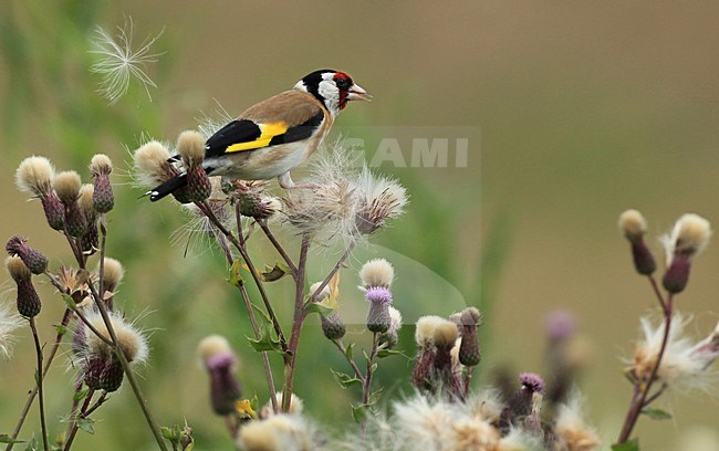 Putter foeragerend; European Goldfinch foraging stock-image by Agami/Jacques van der Neut,