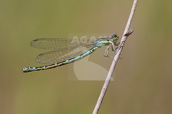 Imago Gaffelwaterjuffer; Adult Dainty Bluet; Adult Dainty Damselfly stock-image by Agami/Fazal Sardar,