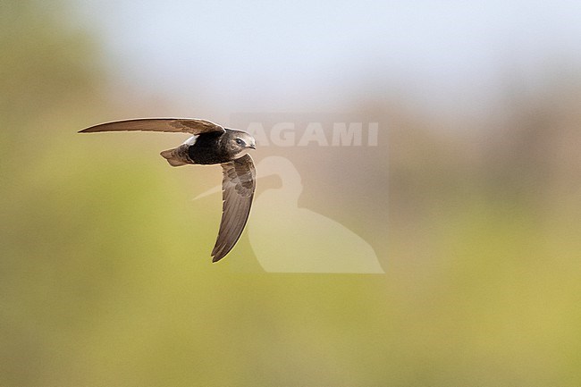 Plain Swift (Apus affinis) flying against blue sky in Namibia. stock-image by Agami/Marcel Burkhardt,