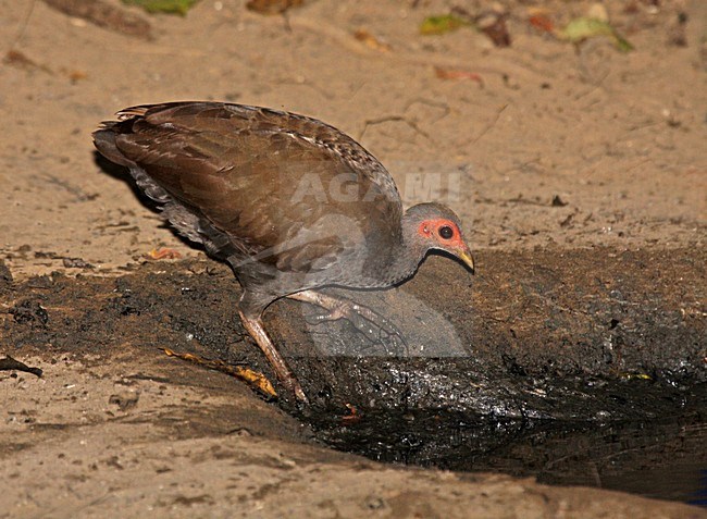 Filippijns Boshoen drinkend, Tabon Scrubfowl drinking stock-image by Agami/Pete Morris,