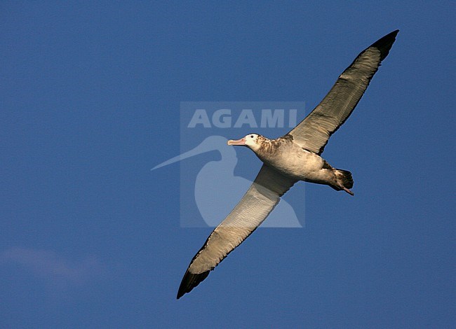 Critically endangered Tristan Albatross (Diomedea dabbenena) at sea. Immature flying overhead off Gough island. stock-image by Agami/Marc Guyt,