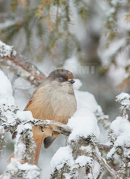 Siberian Jay (Perisoreus infaustus) wintering in a cold snow covered Finland. stock-image by Agami/Markus Varesvuo,