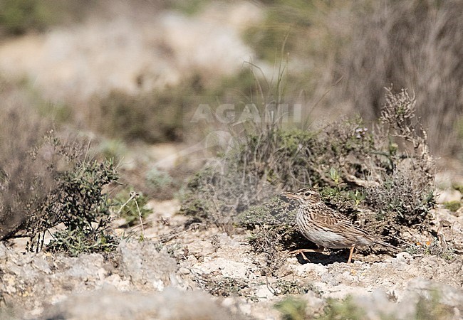 Dupont's Lark (Chersophilus duponti duponti) in Spanish steppes. stock-image by Agami/Marc Guyt,