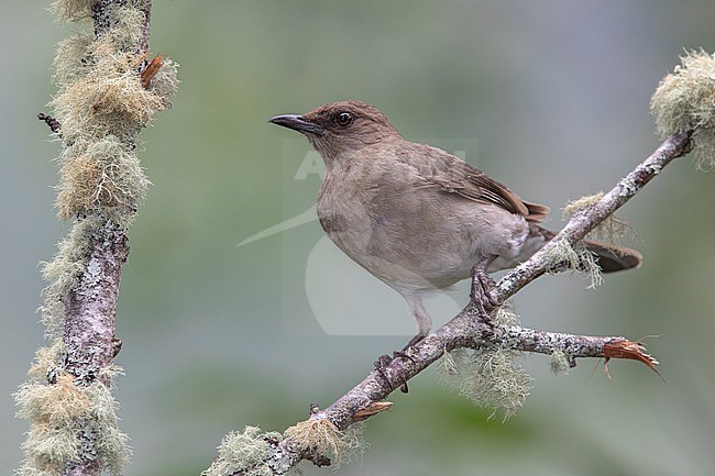 Black-billed Thrush (Turdus ignobilis) at Huila, Colombia. stock-image by Agami/Tom Friedel,