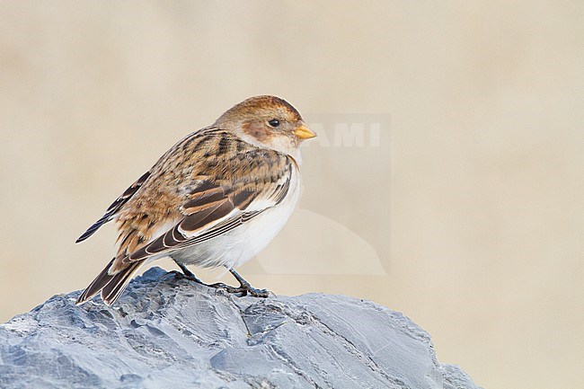 Snow Bunting, Plectrophenax nivalis, in winter plumage sitting on basalt rocks part of small flock wintering. at North Sea coast. First winter female of subspecies nivalus perched on rock seen on the back. stock-image by Agami/Menno van Duijn,