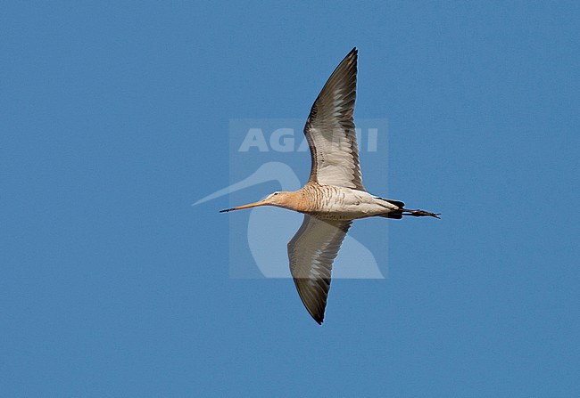 Grutto in vlucht, Black-tailed Godwit in flight stock-image by Agami/Arnold Meijer,