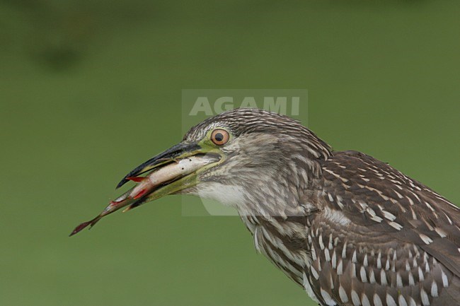 Black-crowned Night Heron immature swallowing fish; Kwak onvolwassen vis doorslikkend stock-image by Agami/Chris van Rijswijk,