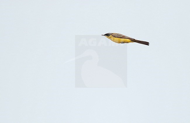 Grey-headed Wagtail (Motacilla thunbergi) in flight during spring migration in the Netherlands. stock-image by Agami/Ran Schols,