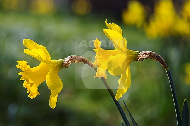 Spanish Daffodil flower stock-image by Agami/Wil Leurs,