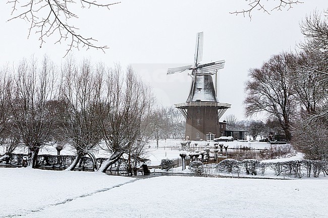 olen in sneeuw landschap, Windmill in snow landscape stock-image by Agami/Eric Tempelaars,