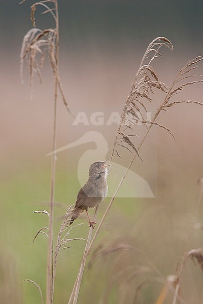 Snor zingend op rietstengel; Savi's Warbler singing on reed stem stock-image by Agami/Menno van Duijn,