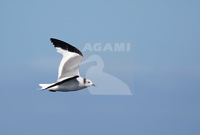 Sabine's Gull (Xema sabini) at sea off the northern coast of Spain, in the Bay of Biscay. Showing upper wing pattern. stock-image by Agami/Dani Lopez-Velasco,