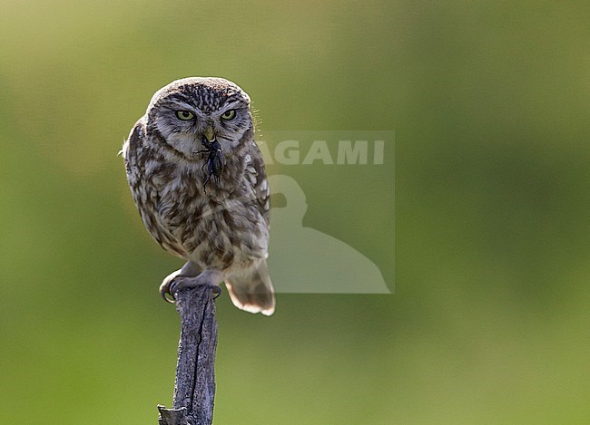 Little Owl (Athene noctua) Hungary May 2016 stock-image by Agami/Markus Varesvuo,