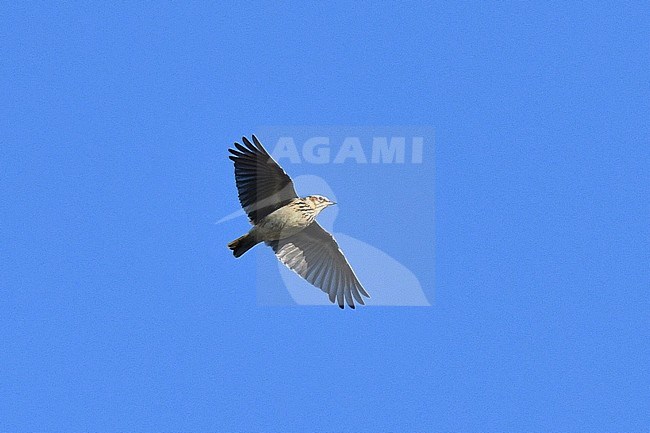 Migrating Wood Lark (Lullula arborea) during autumn migration over Texel in the Netherlands. stock-image by Agami/Laurens Steijn,