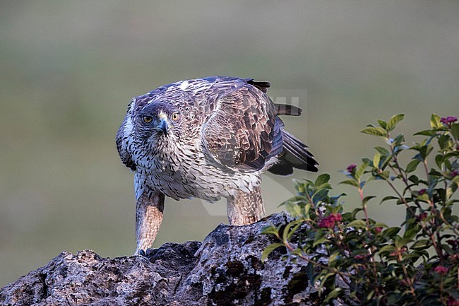 Bonelli's eagle (Aquila fasciata) in Cordoba, Spain. Looking straight into camera. stock-image by Agami/Oscar Díez,