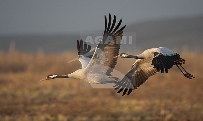 Common Crane pair flying; Kraanvogel paar vliegend stock-image by Agami/Jari Peltomäki,