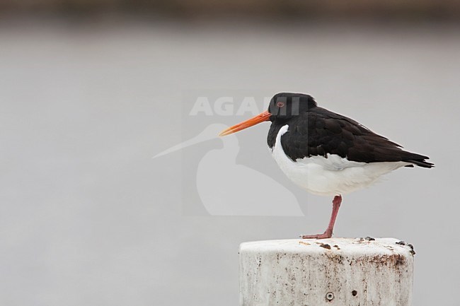 Scholekster rustend op meerpaal Nederland, Eurasian Oystercatcher resting on mooring post Netherlands stock-image by Agami/Wil Leurs,