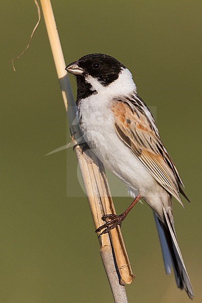 Thick-billed Reed Bunting (Emberiza schoeniclus ssp. pyrrhuloides), Kazakhstan, adult male stock-image by Agami/Ralph Martin,