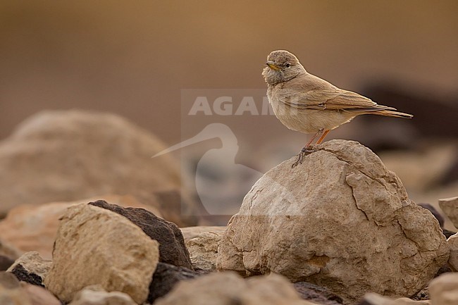 Desert Lark perched in a rock in the southern Negev desert of Israel during spring migration. stock-image by Agami/Dubi Shapiro,