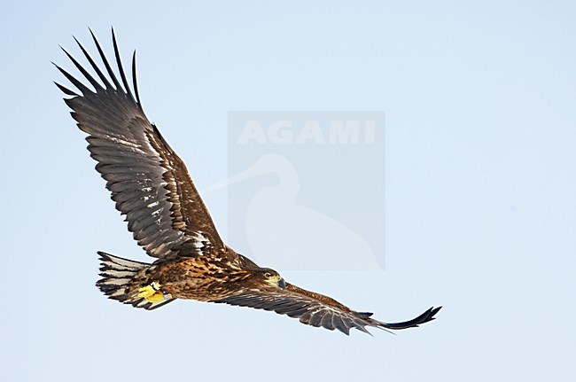 Zeearend onvolwassen vliegend; White-tailed Eagle immature flying stock-image by Agami/Markus Varesvuo,