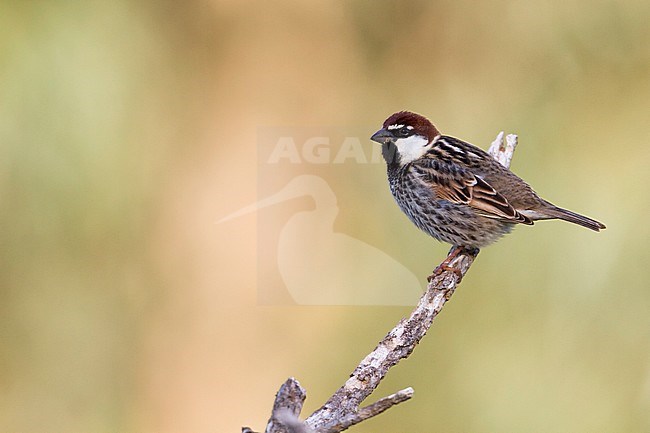 Spaanse Mus; Spanish Sparrow, Passer hispaniolensis ssp. hispaniolensis, adult male, Morocco stock-image by Agami/Ralph Martin,