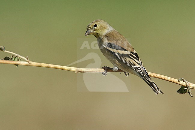 Adult female non-breeding
Kern Co., CA
October 2005 stock-image by Agami/Brian E Small,