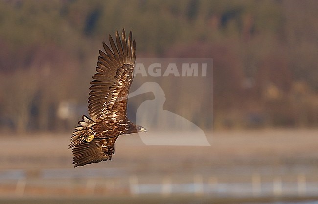 First-winter White-tailed Eagle (Haliaeetus albicilla) at Halland, Sweden. Seen in flight, banking away, showing under wing pattern. stock-image by Agami/Helge Sorensen,
