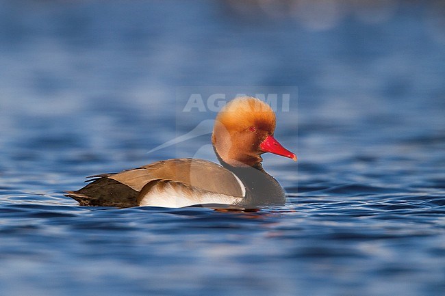 Red-crested Pochard - Kolbenente - Netta rufina, Germany, adult male stock-image by Agami/Ralph Martin,