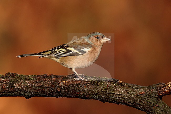 vink in herfst kleuren; Common chaffinch in autumn colors; stock-image by Agami/Walter Soestbergen,