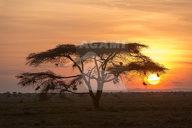 An acacia tree at sunset. Ndutu, Ngorongoro Conservation Area, Tanzania. stock-image by Agami/Sergio Pitamitz,