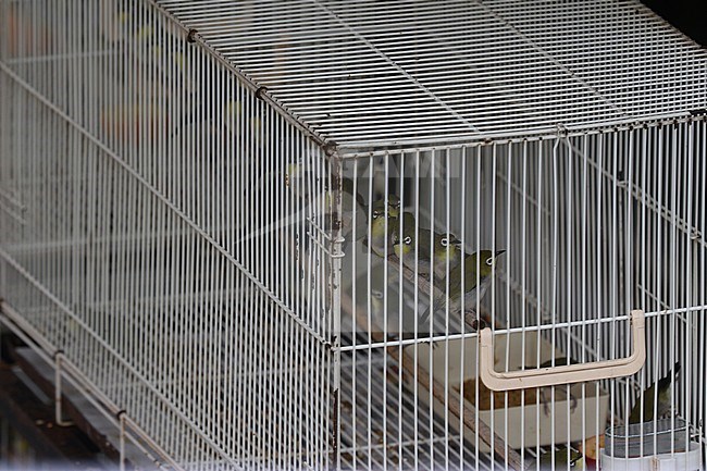 Pet bird shops full with illegal caught birds in Singapore. stock-image by Agami/James Eaton,