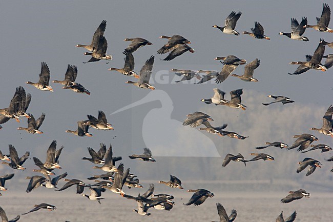 Groep Kolganzen in vlucht; Flying group Greater White-fronted Geese stock-image by Agami/Arie Ouwerkerk,