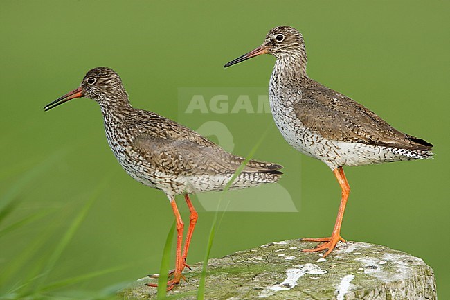 Tureluur zittend op een paal in een weiland; Common Redshank perched on a fench pole stock-image by Agami/Arie Ouwerkerk,