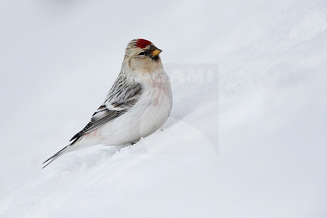 Witstuitbarmsijs; Arctic Redpoll; stock-image by Agami/Chris van Rijswijk,