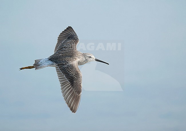 Non-breeding adult Stilt Sandpiper (Calidris himantopus) flying. Side view of bird showing upperparts against pale blue background. During autumn migration in Puerto Rico. stock-image by Agami/Kari Eischer,